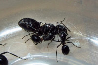 (2)gallery_207_284_22781.jpg (41.89 KiB) 152281-mal betrachtet (2)gallery_207_284_22781.jpg