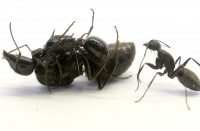 (3)Polyrhachis lamellidens DasAmForumChreisben 16.1.06.jpg (57.01 KiB) 151476-mal betrachtet (3)Polyrhachis lamellidens DasAmForumChreisben 16.1.06.jpg