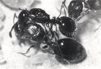 (5)M.-algerianus-würgend-web.jpg (81.68 KiB) 152281-mal betrachtet (5)M.-algerianus-würgend-web.jpg