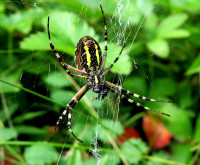 1-Argiope 12.8.21 .jpeg