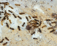 DSC02475.JPG (1.54 MiB) 14914-mal betrachtet DSC02475.JPG