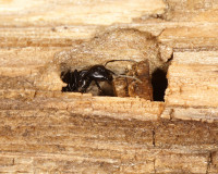 DSC05109.JPG (1.2 MiB) 14755-mal betrachtet DSC05109.JPG