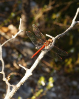 DSC05804.JPG (894.52 KiB) 14757-mal betrachtet DSC05804.JPG