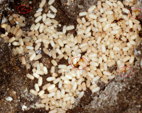 DSC05828.JPG (1.33 MiB) 14757-mal betrachtet DSC05828.JPG