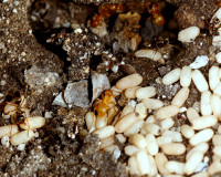 DSC05830.JPG (1.21 MiB) 14914-mal betrachtet DSC05830.JPG