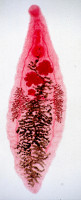 Dicrocoelium-adult-b.jpg