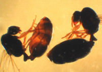 MyrmicinosporidiumSfugax.jpg