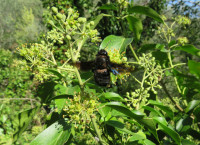 Xylocopa Efeu.JPG