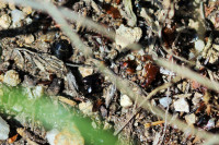 Ameisenteile auf Serviformica Nest.JPG