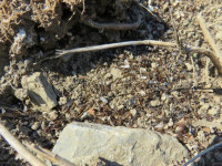 Ameisenteile auf Serviformica Nest2.JPG