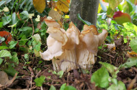 Herbstlorch_4324.jpg (665.91 KiB) 119271-mal betrachtet Herbstlorch_4324.jpg