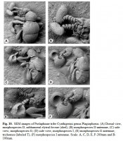 Psomas-2015-Plagiophorus.jpg