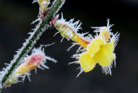 j-Winterjasmin-c_393.jpg (621.86 KiB) 51978-mal betrachtet j-Winterjasmin-c_393.jpg