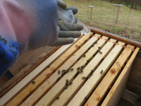 Winterbehandlung bei Bienen.JPG