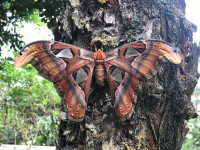 Attacus atlas2.JPG