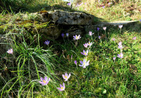 22-02-13-Crocus_427.jpg