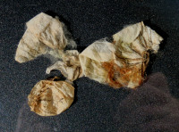 3-Kokons_4452.jpg (888.76 KiB) 84473-mal betrachtet 3-Kokons_4452.jpg