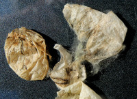 2-Kokons_4456.jpg (962.74 KiB) 84473-mal betrachtet 2-Kokons_4456.jpg