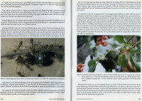 Oecophylla-4-5.jpg (610.72 KiB) 544200-mal betrachtet Oecophylla-4-5.jpg