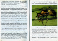 Oecophylla-6-7.jpg (649.79 KiB) 504550-mal betrachtet Oecophylla-6-7.jpg