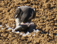 Wanderfalke2_526.jpg (808.66 KiB) 136479-mal betrachtet Wanderfalke2_526.jpg