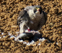 Wanderfalke3_427.jpg (776.06 KiB) 135876-mal betrachtet Wanderfalke3_427.jpg