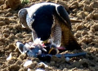 Wanderfalke4_528.jpg (477.49 KiB) 135882-mal betrachtet Wanderfalke4_528.jpg