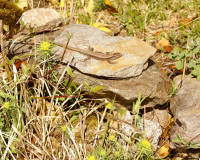 DSC06302.JPG (1.03 MiB) 38538-mal betrachtet DSC06302.JPG