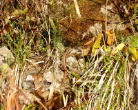 DSC06306.JPG (1.09 MiB) 38538-mal betrachtet DSC06306.JPG