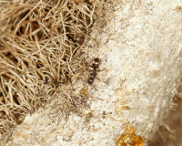 DSC06316.JPG (916.41 KiB) 38676-mal betrachtet DSC06316.JPG