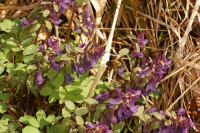 DSC06325.JPG (747.73 KiB) 38538-mal betrachtet DSC06325.JPG