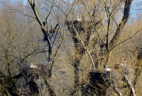Storchenbaum_4517.jpg