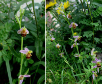 Ophrys-apif.Garten.jpg