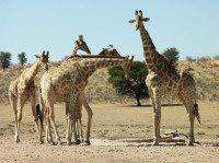 Rätsel-Gir.0137.jpg (728.35 KiB) 259262-mal betrachtet Rätsel-Gir.0137.jpg