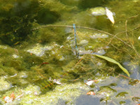 Azurjungfer Coenagrion sp..JPG