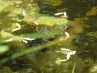 Wasserfrosch Pelophylax sp..JPG