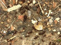 1-Ten-Pu-Ants.jpg (157.86 KiB) 128075-mal betrachtet 1-Ten-Pu-Ants.jpg