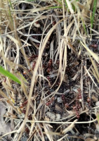 IMG_20220630_182249.jpg (1.17 MiB) 25772-mal betrachtet IMG_20220630_182249.jpg