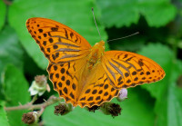 Argynnis paphia_4876.jpg