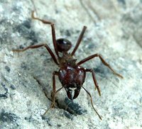 2-A.mex.Arb.-web.jpg (52.72 KiB) 128080-mal betrachtet 2-A.mex.Arb.-web.jpg