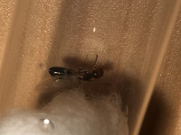 5757028A-7D4F-447D-8DD2-A195FB0C0B36.jpeg (246.15 KiB) 70544-mal betrachtet 5757028A-7D4F-447D-8DD2-A195FB0C0B36.jpeg