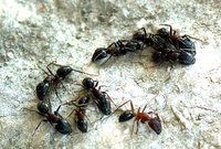 3-Camp.sp.-Mex..jpg (120.76 KiB) 128068-mal betrachtet 3-Camp.sp.-Mex..jpg