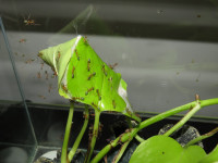 Oecophylla smaragdina bauen neues Nest 3.JPG