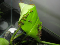 Oecophylla smaragdina bauen neues Nest 4.JPG