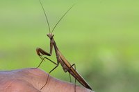 Stutt-Ro (16).jpg (723.03 KiB) 13497-mal betrachtet Stutt-Ro (16).jpg