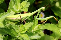 IMG_2788.JPGa.JPG (899.56 KiB) 13864-mal betrachtet IMG_2788.JPGa.JPG