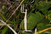 Mantis 3.JPG (1.01 MiB) 13862-mal betrachtet Mantis 3.JPG
