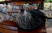 Thomash.Huhn_036.jpg