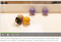 Hummeln spielen mit Ball.jpg (50.97 KiB) 53939-mal betrachtet Hummeln spielen mit Ball.jpg