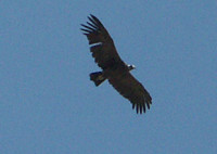 PICT0782-2 Colca Kondor 310.jpg